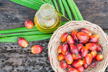 Myths about palm oil deforestation